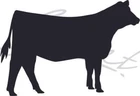 Livestock Show Heifer Cow Bovine Farmer - Vinyl Decal Free Shipping 1305 Open. Price: $34.80.